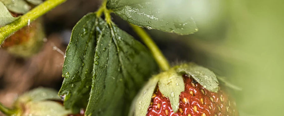 Foods With Collagen: What You Should Know